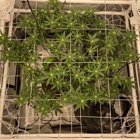 Rudeboi 10 Gal growlog timeline photo