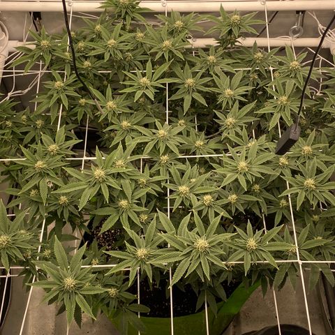 Rudeboi 10 Gal growlog timeline photo