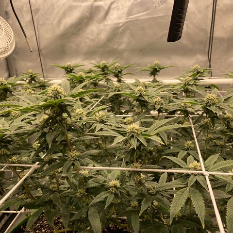 Rudeboi 10 Gal growlog timeline photo
