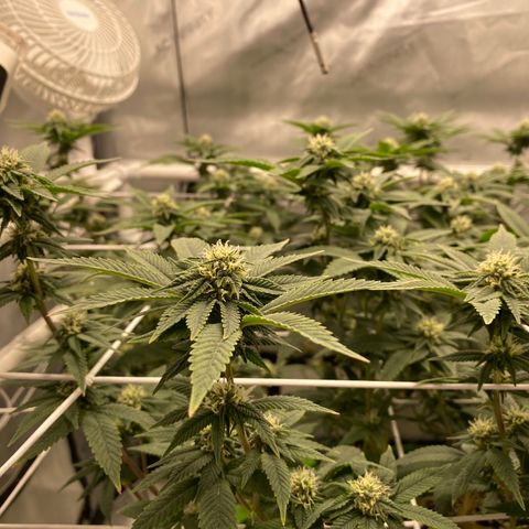 Rudeboi 10 Gal growlog timeline photo