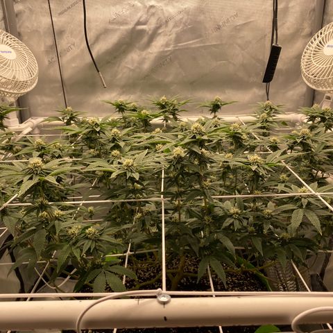 Rudeboi 10 Gal growlog timeline photo