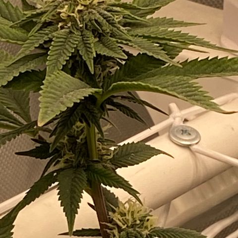 Rudeboi 10 Gal growlog timeline photo