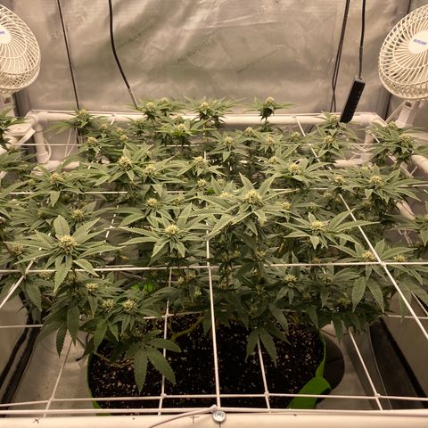 Rudeboi 10 Gal growlog timeline photo