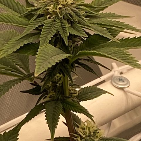Rudeboi 10 Gal growlog timeline photo