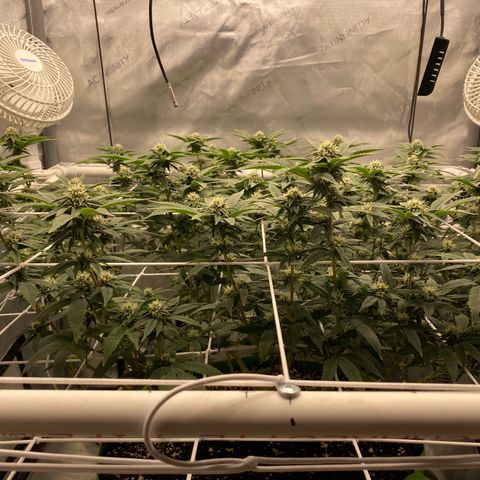 Rudeboi 10 Gal growlog timeline photo