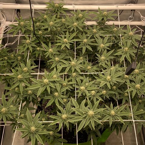 Rudeboi 10 Gal growlog timeline photo