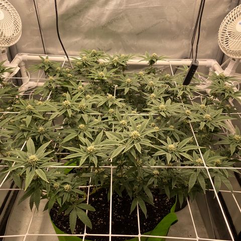 Rudeboi 10 Gal growlog timeline photo