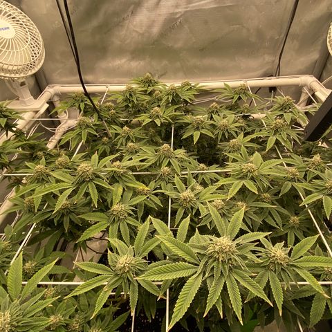 Rudeboi 10 Gal growlog timeline photo