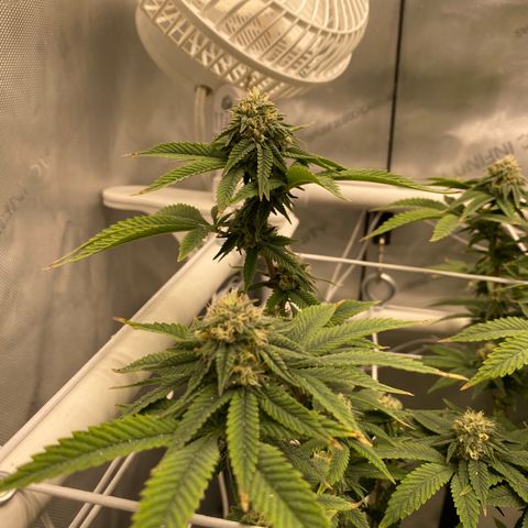 Rudeboi 10 Gal growlog timeline photo