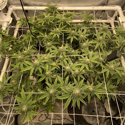 Rudeboi 10 Gal growlog timeline photo