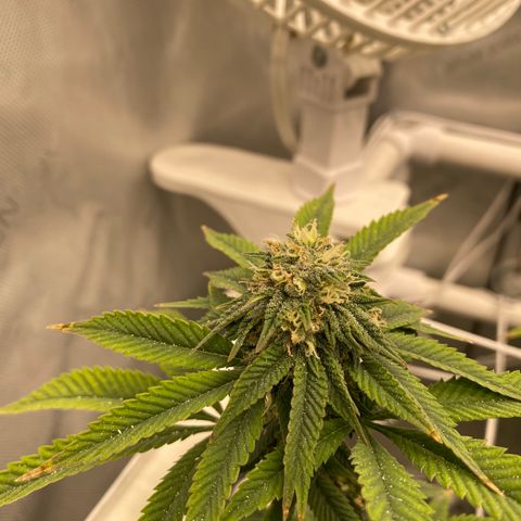 Rudeboi 10 Gal growlog timeline photo