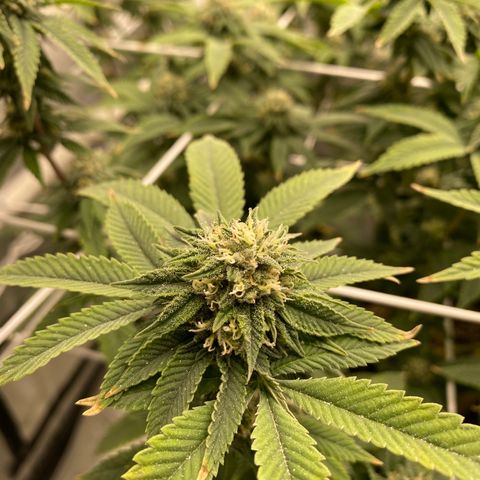 Rudeboi 10 Gal growlog timeline photo