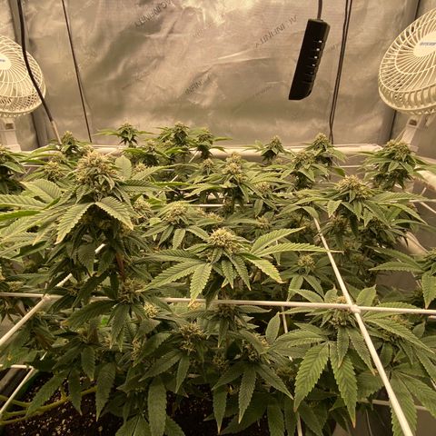 Rudeboi 10 Gal growlog timeline photo