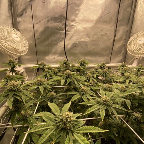 Rudeboi 10 Gal growlog timeline photo
