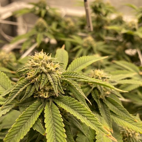 Rudeboi 10 Gal growlog timeline photo