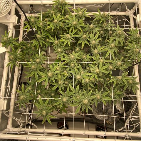 Rudeboi 10 Gal growlog timeline photo