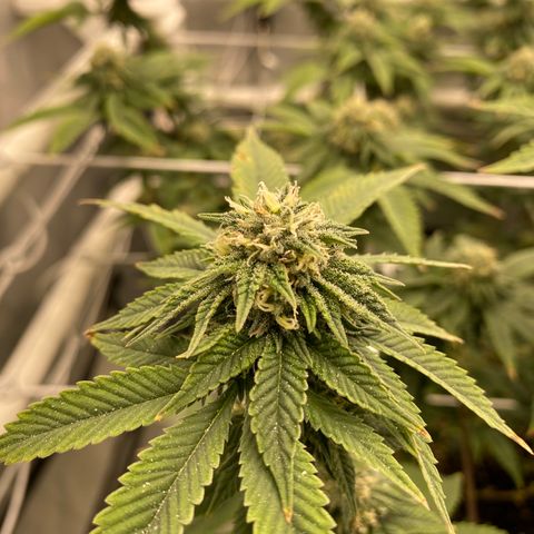 Rudeboi 10 Gal growlog timeline photo