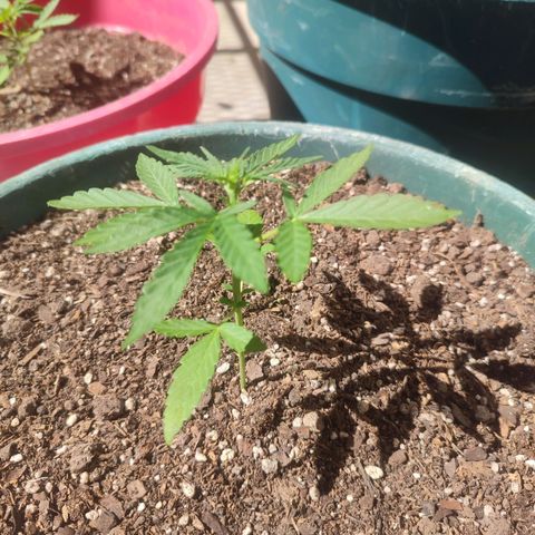 Blueberry XXL Auto #1 growlog timeline photo