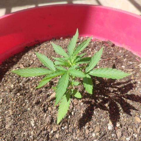 Blueberry XXL Auto #1 growlog timeline photo