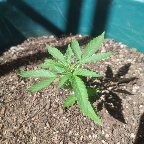 Blueberry XXL Auto #1 growlog timeline photo