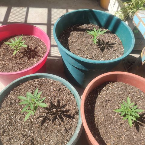 Blueberry XXL Auto #1 growlog timeline photo