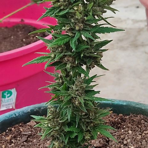 Blueberry XXL Auto #1 growlog timeline photo