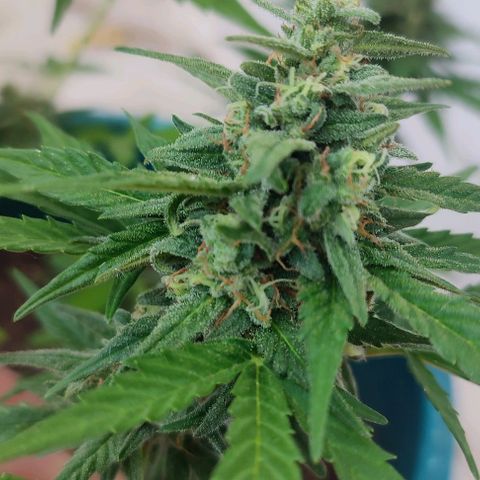 Blueberry XXL Auto #1 growlog timeline photo