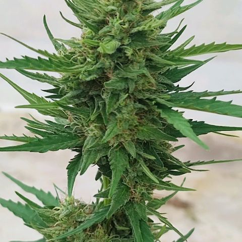 Blueberry XXL Auto #1 growlog timeline photo