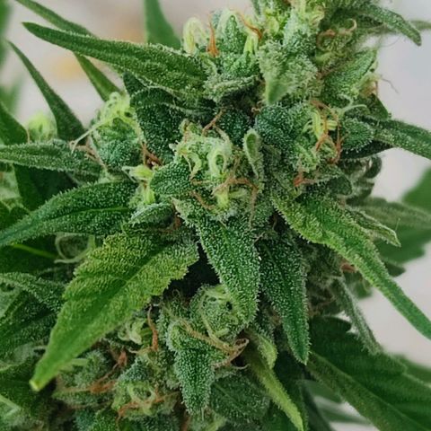 Blueberry XXL Auto #1 growlog timeline photo