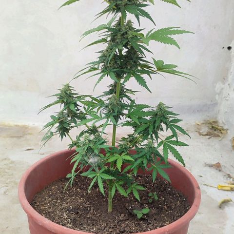 Blueberry XXL Auto #1 growlog timeline photo