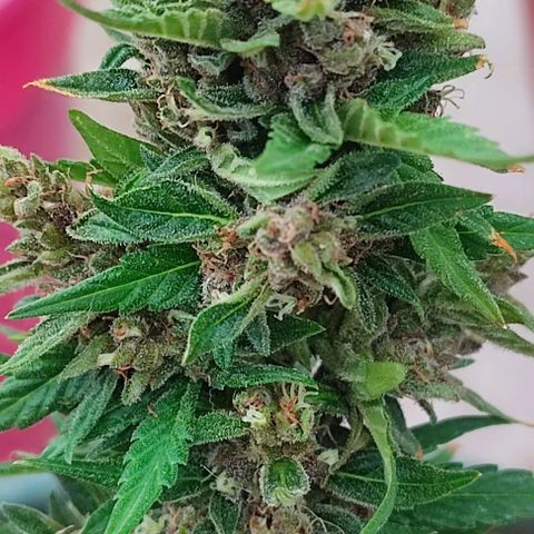 Blueberry XXL Auto #1 growlog timeline photo