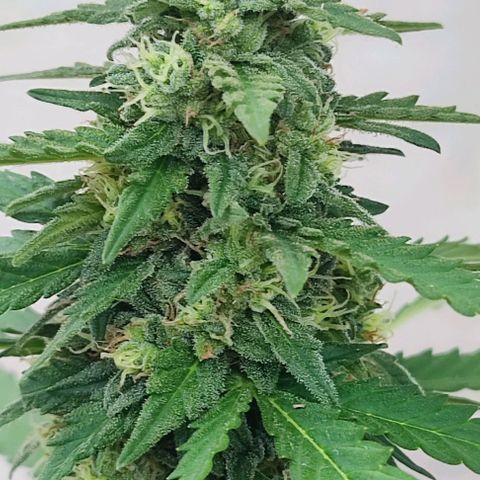 Blueberry XXL Auto #1 growlog timeline photo