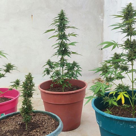 Blueberry XXL Auto #1 growlog timeline photo