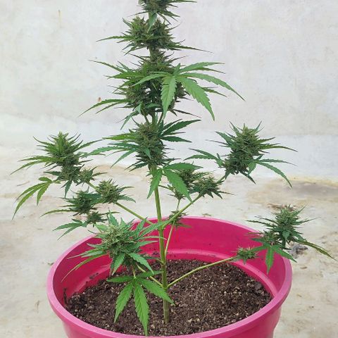 Blueberry XXL Auto #1 growlog timeline photo