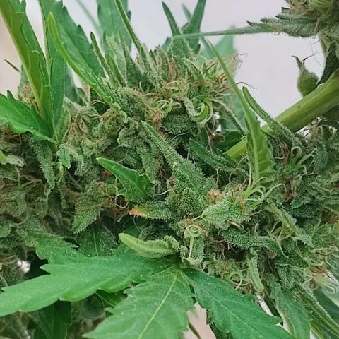 Blueberry XXL Auto #1 growlog timeline photo