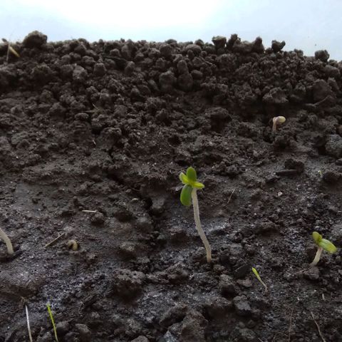 Steppe Light growlog photo: Стадия развития Сажанец день 2
