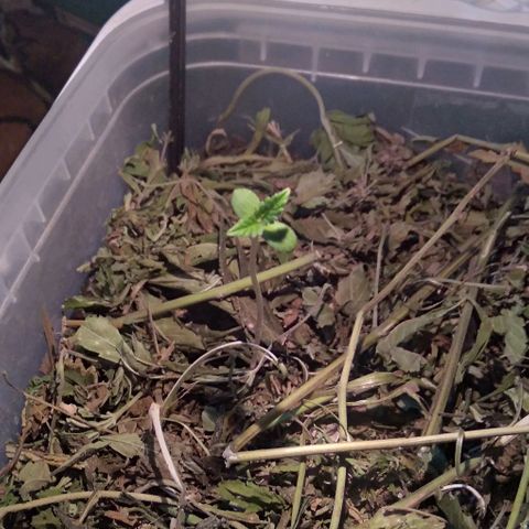 Steppe Light growlog timeline photo