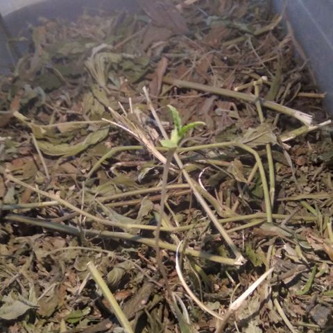 Steppe Light growlog timeline photo