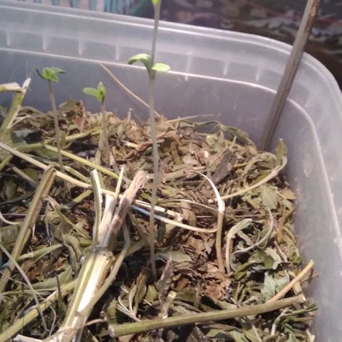 Steppe Light growlog timeline photo
