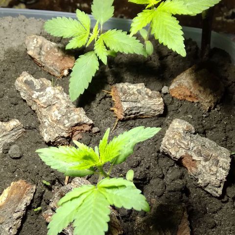Steppe Light growlog timeline photo