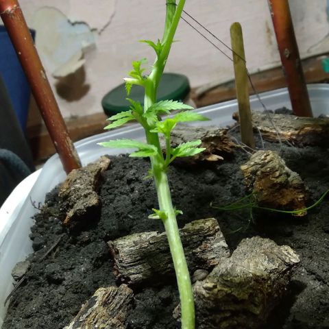 Steppe Light growlog photo: Vegetation)