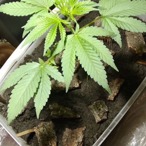 Steppe Light growlog photo: Vegetation)