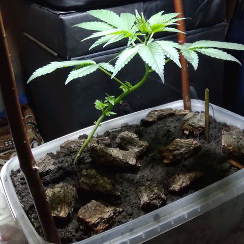 Steppe Light growlog photo: Vegetation)