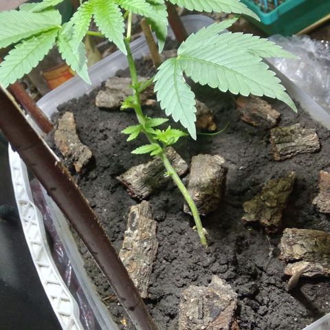 Steppe Light growlog photo: Vegetation)