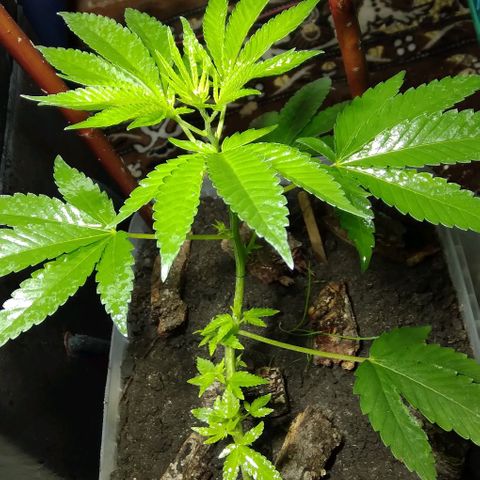 Steppe Light growlog photo: VegA)))