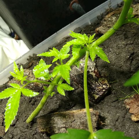 Steppe Light growlog photo: VegA)))