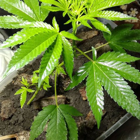 Steppe Light growlog photo: VegA)))