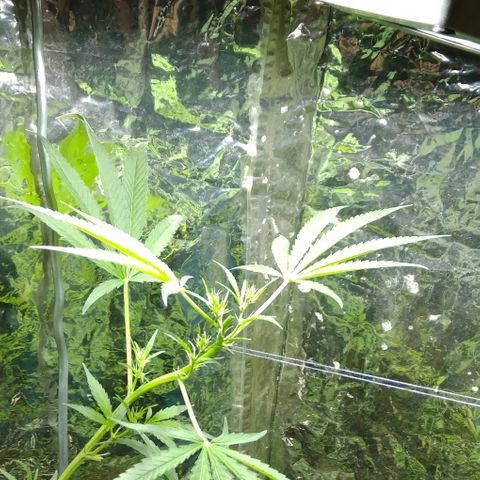 Steppe Light growlog timeline photo