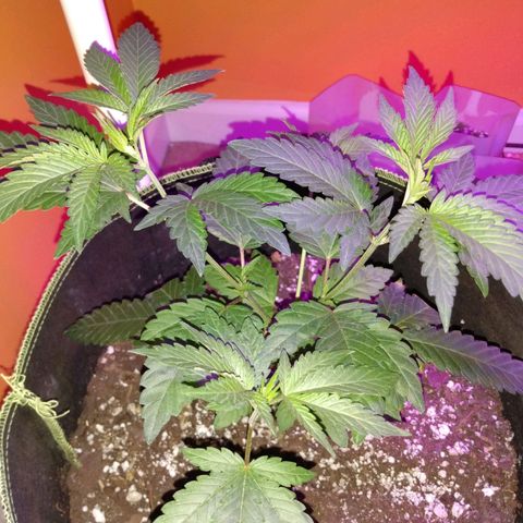 Northern Maine Lights #1 growlog timeline photo