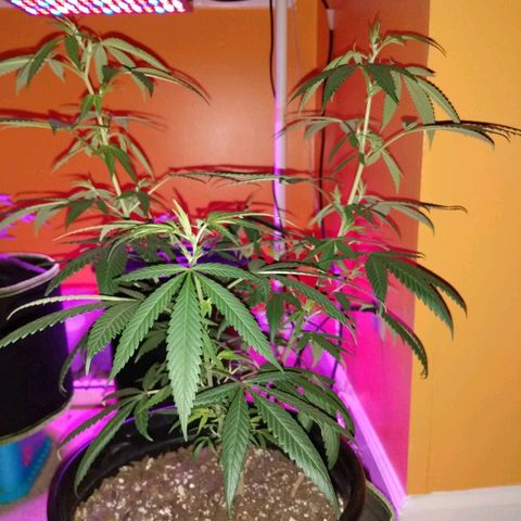 ODB  growlog timeline photo